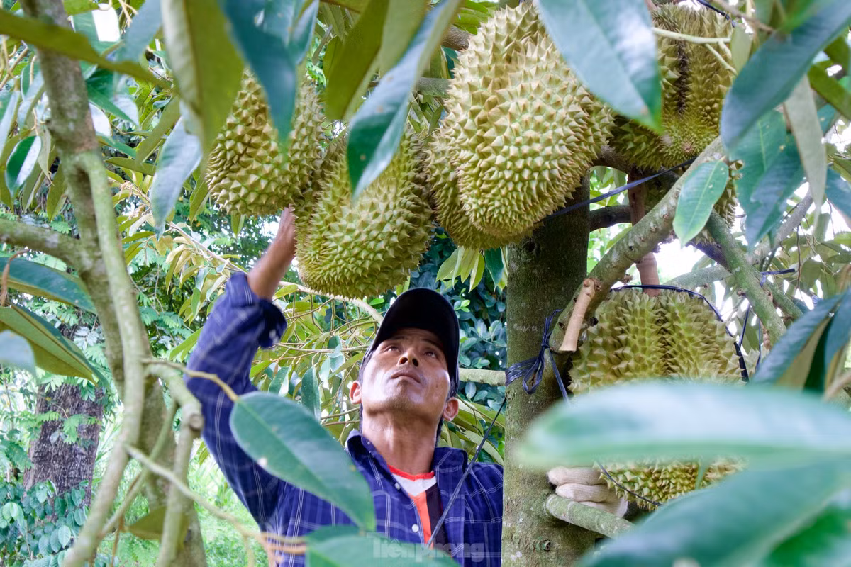 Năm nay, sầu riêng được giá không chỉ mang lại niềm vui cho nông dân mà còn mang lại thu nhập cao cho những người làm nghề “gõ” sầu riêng. Với những người có kinh nghiệm “gõ” có thể kiếm từ 1-3 triệu đồng/người/ngày.