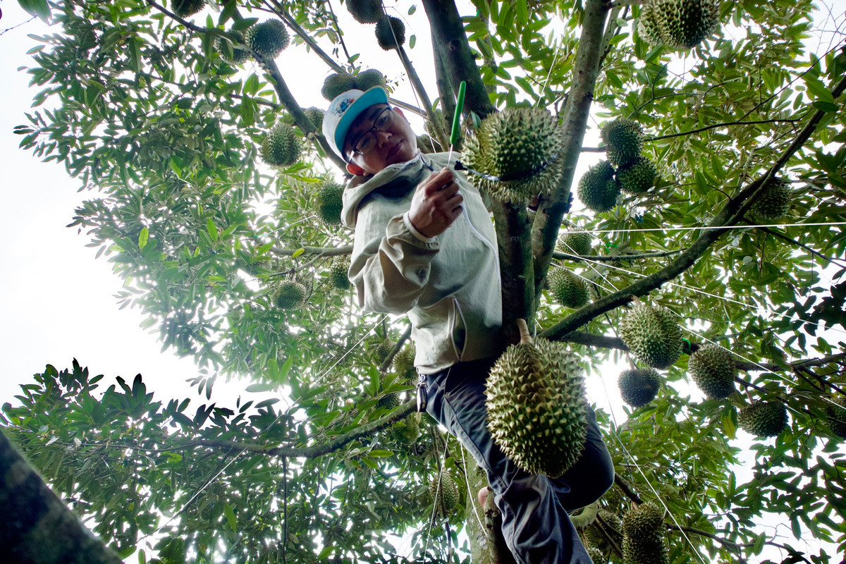 Anh Bùi Tấn Thông (25 tuổi, xã Ea Yông, huyện Krông Pắc) cho rằng, nghề “gõ” sầu riêng tiền công cao nhưng bị kiến cắn, sâu ngứa. Nếu không cẩn thận, người thợ "gõ" có thể bị trừ tiền vì làm gãy cành, rụng trái.