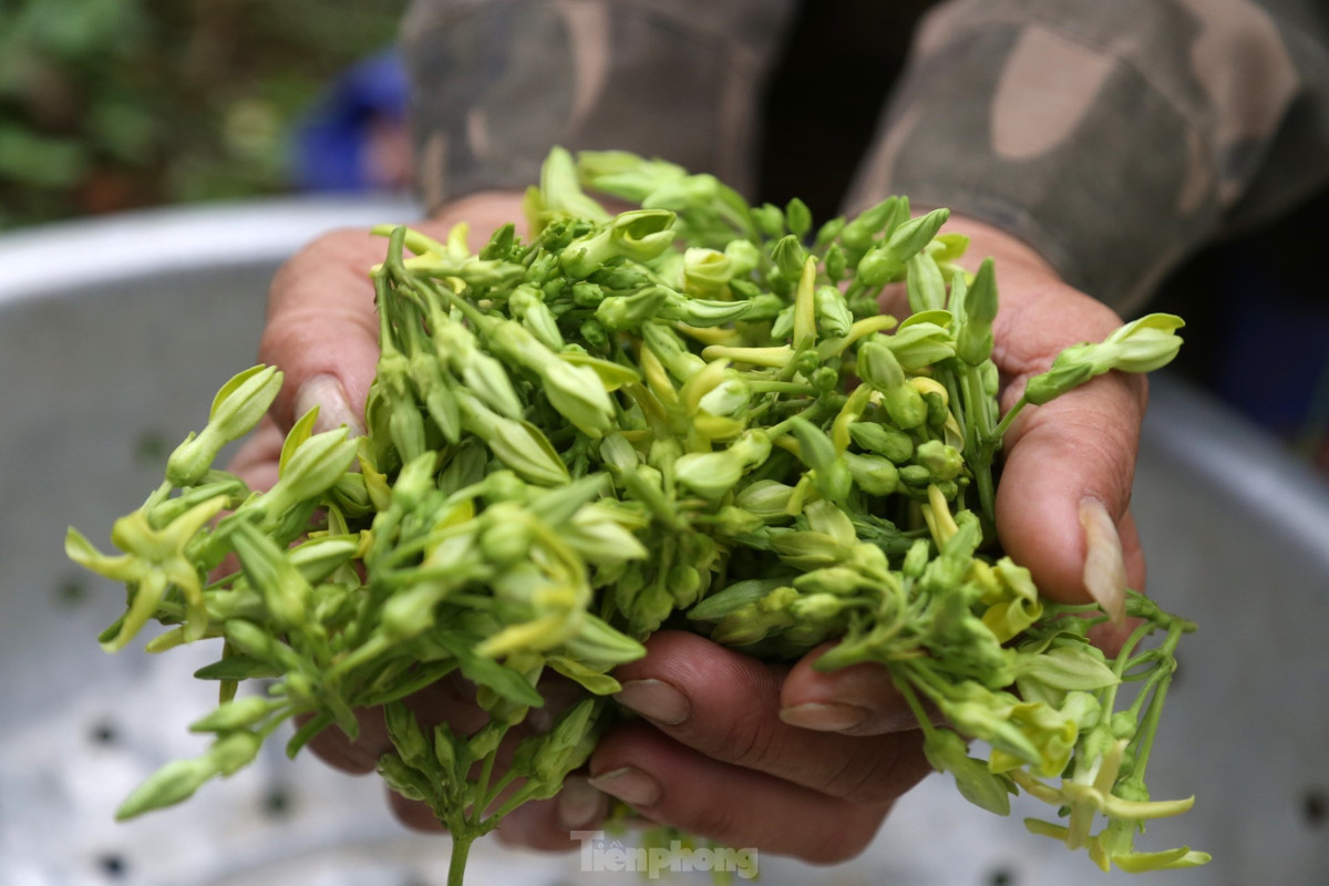 Toàn xã Nam Kim có khoảng 50 hộ chuyển đổi cây trồng từ cây ăn quả sang trồng hoa thiên lý. Đất đồi, độ dốc cao, trồng trong vườn nhà nên chủ động nước tưới, do đó, hoa thiên lý cho năng suất cao.