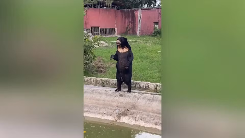 Video: Kinh ngac gau dung vay nhu nguoi o vuon thu Thai Lan