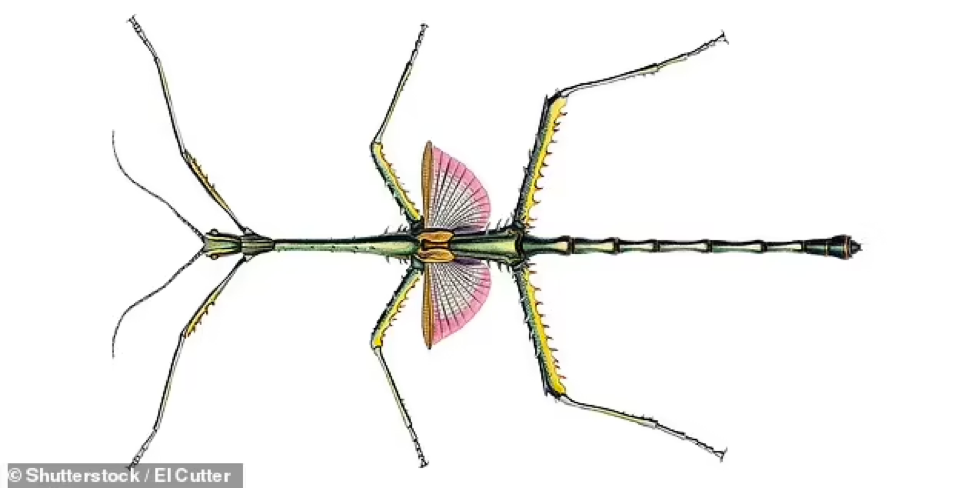 Sinh vật bí ẩn đến từ địa ngục ở Tây Úc - Hình 2 Sinh vat bi an den tu dia nguc o Tay Uc-Hinh-2