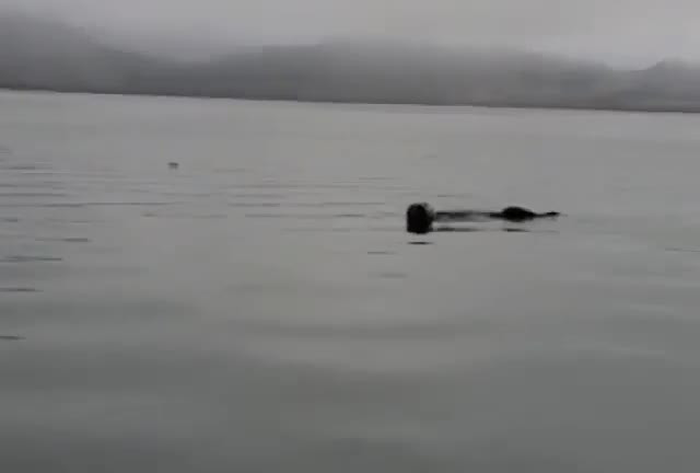 Video: Người phụ nữ choáng váng khi rái cá tò mò bám vào thuyền Video: Nguoi phu nu choang vang khi rai ca to mo bam vao thuyen