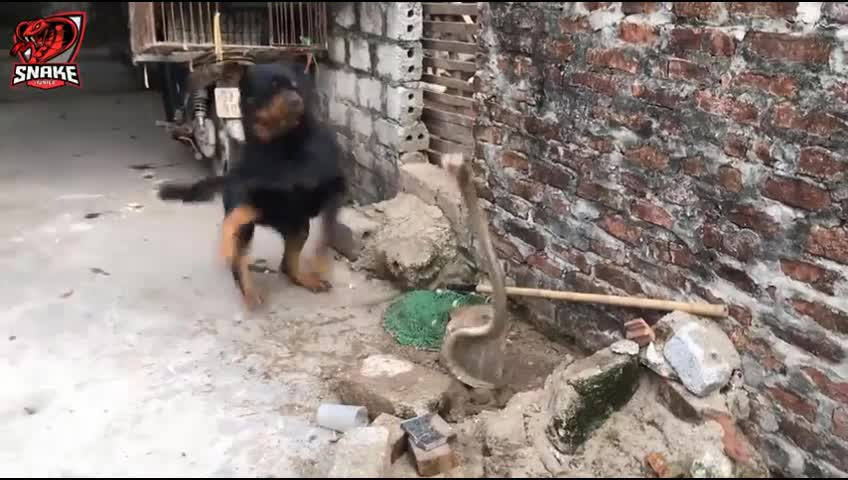 Video: Đột nhập vào nhà dân, rắn hổ mang bị chó dữ tấn công Video: Dot nhap vao nha dan, ran ho mang bi cho du tan cong