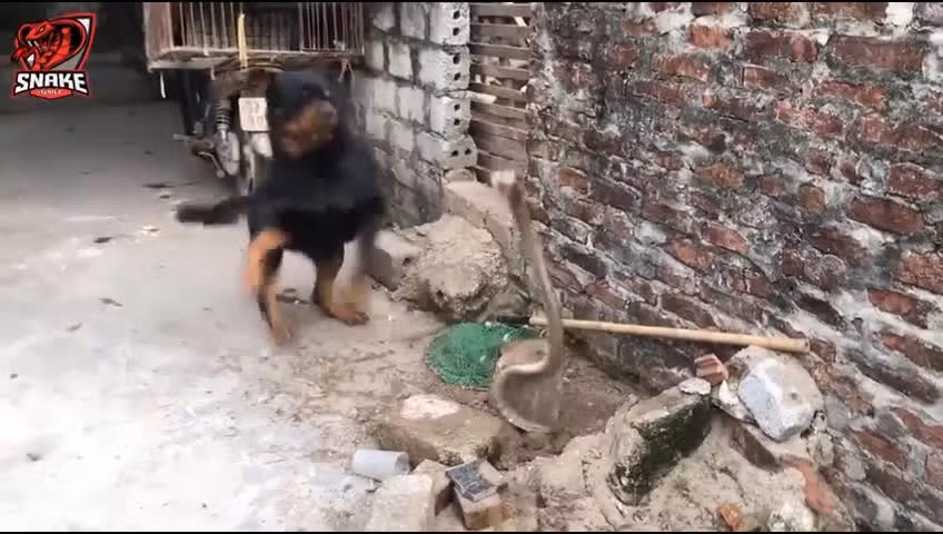 Video: Đột nhập vào nhà dân, rắn hổ mang bị chó dữ tấn công Video: Dot nhap vao nha dan, ran ho mang bi cho du tan cong