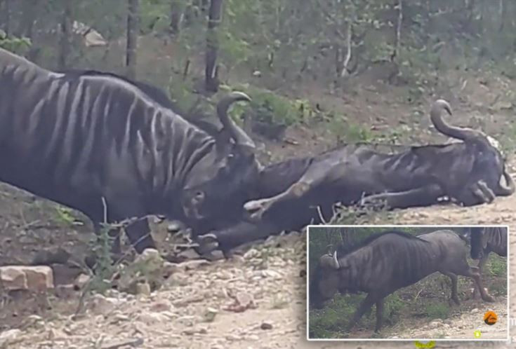 Video: Ra tay cuu nan, linh duong dau bo huc bay ca dong doi