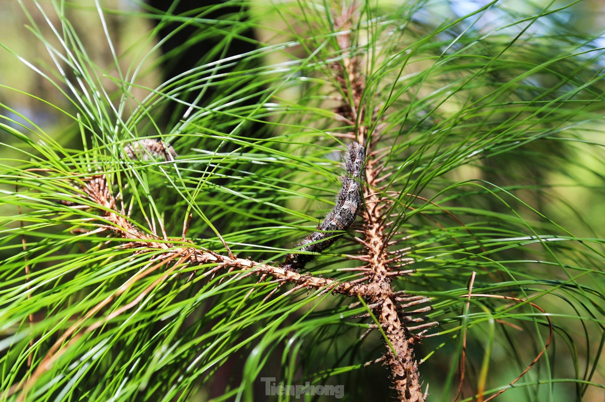 Nguyên nhân xuất hiện dịch sâu róm được xác định do độ ẩm lớn, kèm thời tiết mưa nắng thất thường. Sâu khi xuất hiện sẽ ăn lá, gây trụi lá.