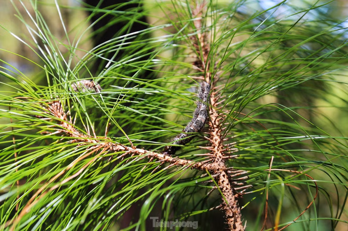 Nguyên nhân xuất hiện dịch sâu róm được xác định do độ ẩm lớn, kèm thời tiết mưa nắng thất thường. Sâu khi xuất hiện sẽ ăn lá, gây trụi lá.