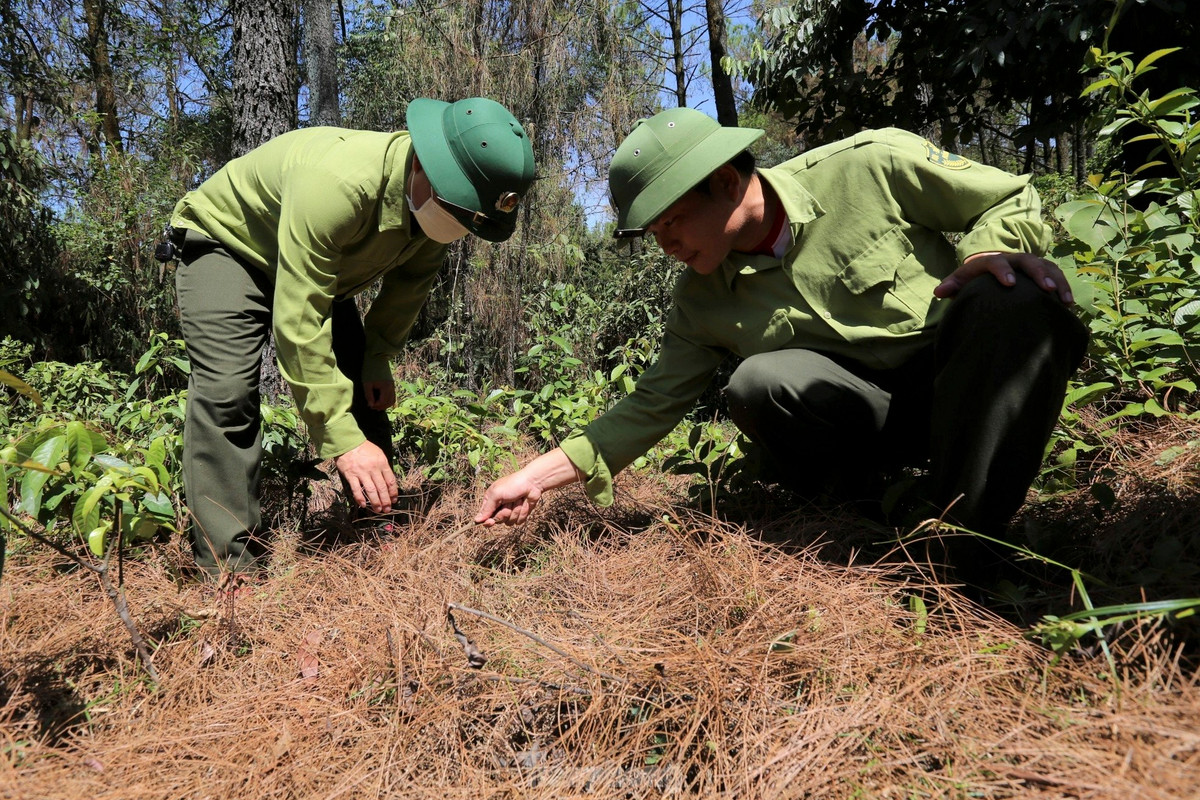 Dự báo thời gian tới, diễn biến dịch sâu róm còn phức tạp. Ban Quản lý rừng phòng hộ Hồng Lĩnh đang theo dõi và tiếp tục phun phòng trừ. Đơn vị quản lý cũng báo cáo Sở NN&amp;PTNT Hà Tĩnh cùng đơn vị liên quan nắm bắt, hỗ trợ cung ứng thêm thuốc trừ sâu cùng trang thiết bị trong việc phòng trừ sâu róm gây hại.