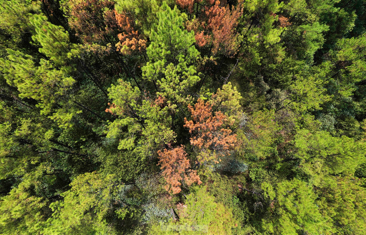 Sâu róm sinh trưởng, phát triển nhanh khiến nhiều phần diện tích ở các tiểu khu 95A, 96B, 103,123, 121, 122B và 124 bị vàng úa, trụi lá, nhiều cây bị chết.