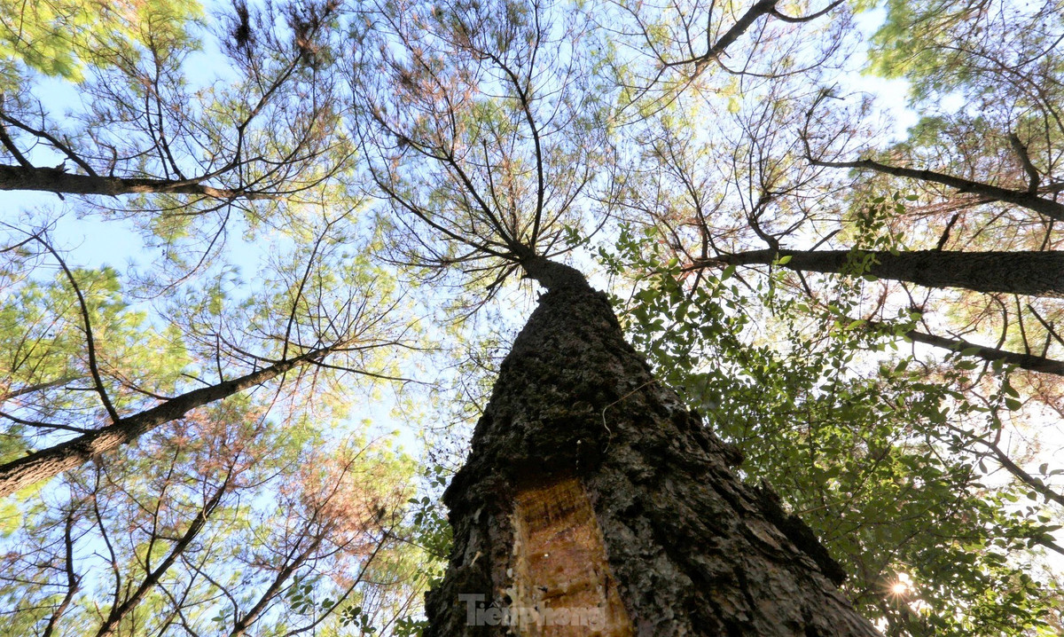 Dịch sâu róm gây ảnh hưởng nghiêm trọng đến quá trình sinh trưởng của rừng thông, giảm sản lượng nhựa.