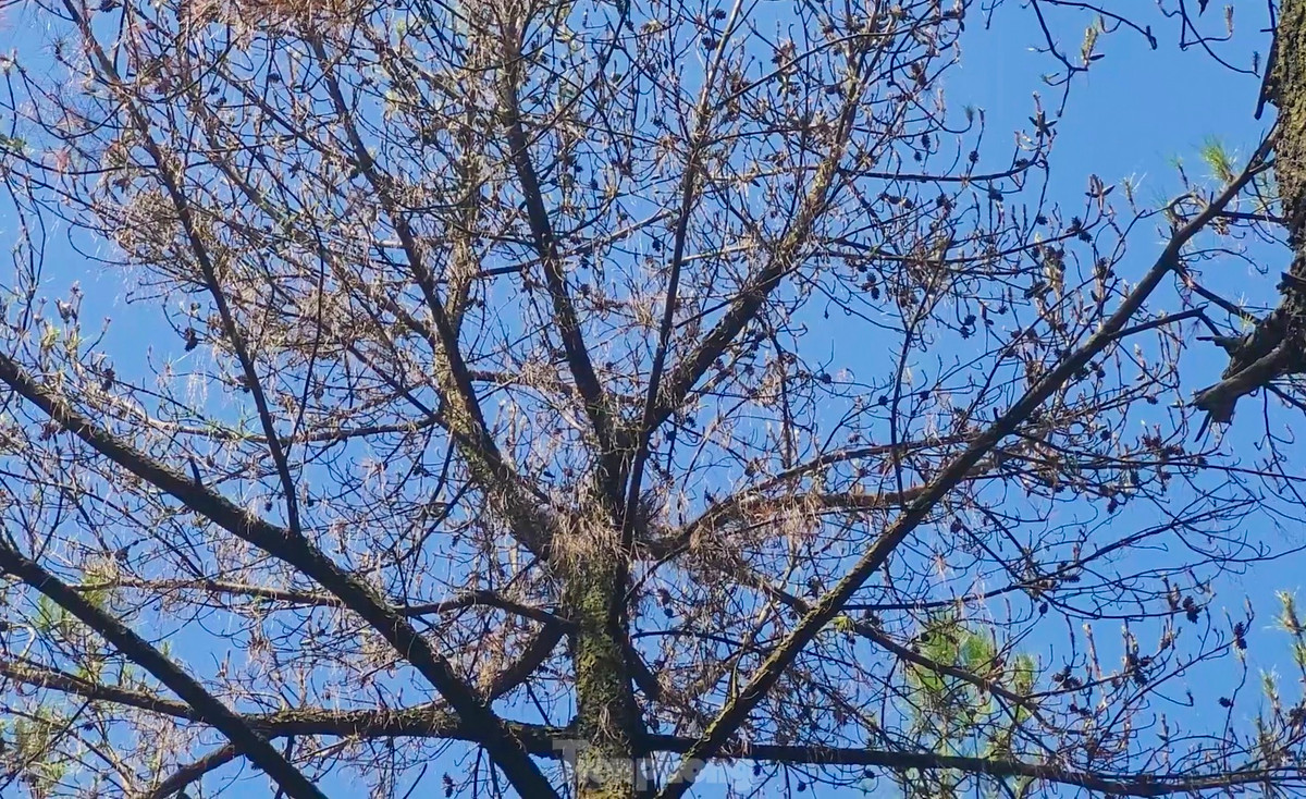 Nhiều cây trụi lá, không thể phát triển và chết dần.