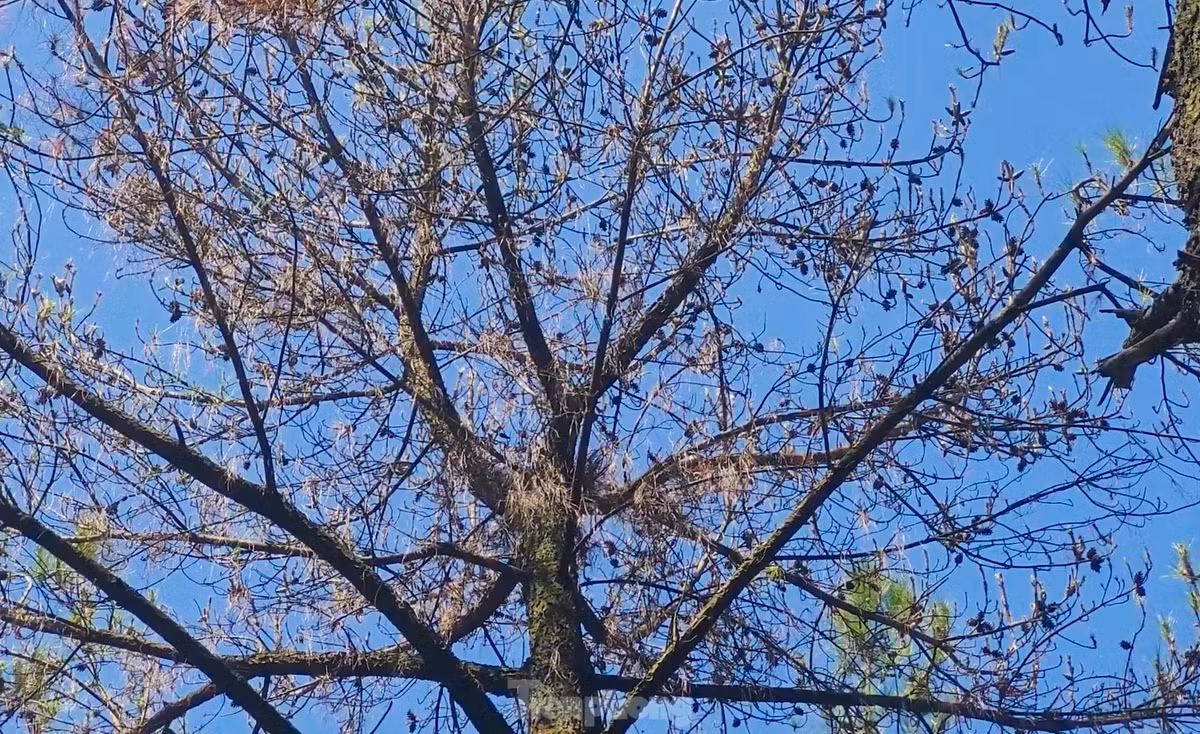 Nhiều cây trụi lá, không thể phát triển và chết dần.