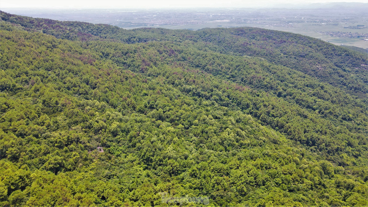 Hơn 1 tháng nay, tại khu vực rừng phòng hộ Hồng Lĩnh (thị xã Hồng Lĩnh, Hà Tĩnh) xuất hiện dịch sâu róm gây hại trên cây thông. Đơn vị quản lý thống kê có khoảng 2.000 ha bị ảnh hưởng do sâu bệnh, trong đó nhiều phần diện tích cây thông đang cho khai thác nhựa.