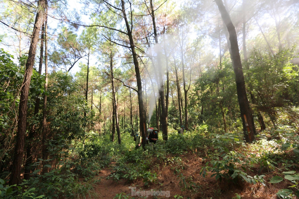 Lãnh đạo Ban Quản lý rừng phòng hộ Hồng Lĩnh cho biết, đây là đợt dịch sâu róm lớn nhất xảy ra trên khu vực rừng quản lý. Ngay khi phát hiện, ngành chức năng đã huy động người, máy móc và phun thuốc phòng trừ.