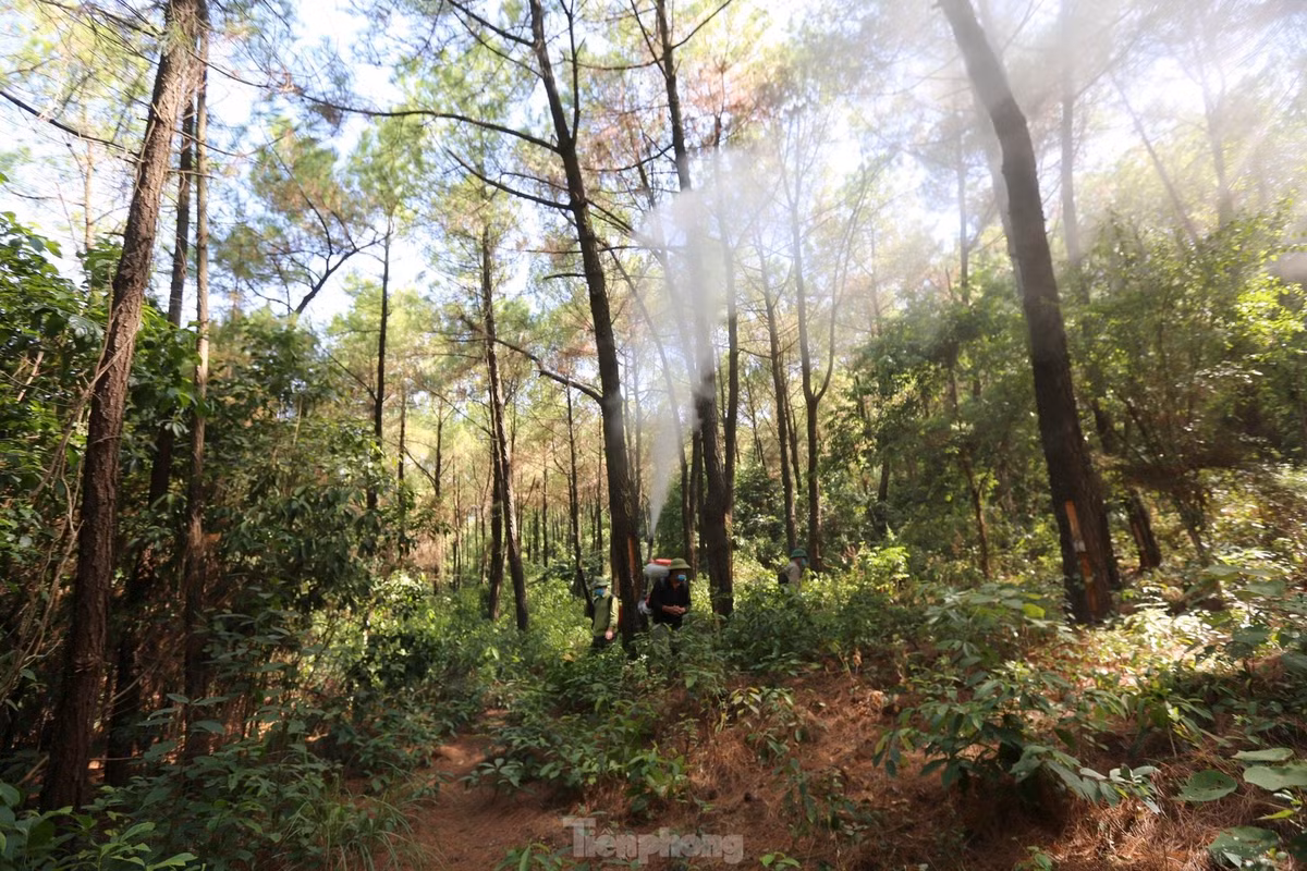 Lãnh đạo Ban Quản lý rừng phòng hộ Hồng Lĩnh cho biết, đây là đợt dịch sâu róm lớn nhất xảy ra trên khu vực rừng quản lý. Ngay khi phát hiện, ngành chức năng đã huy động người, máy móc và phun thuốc phòng trừ.