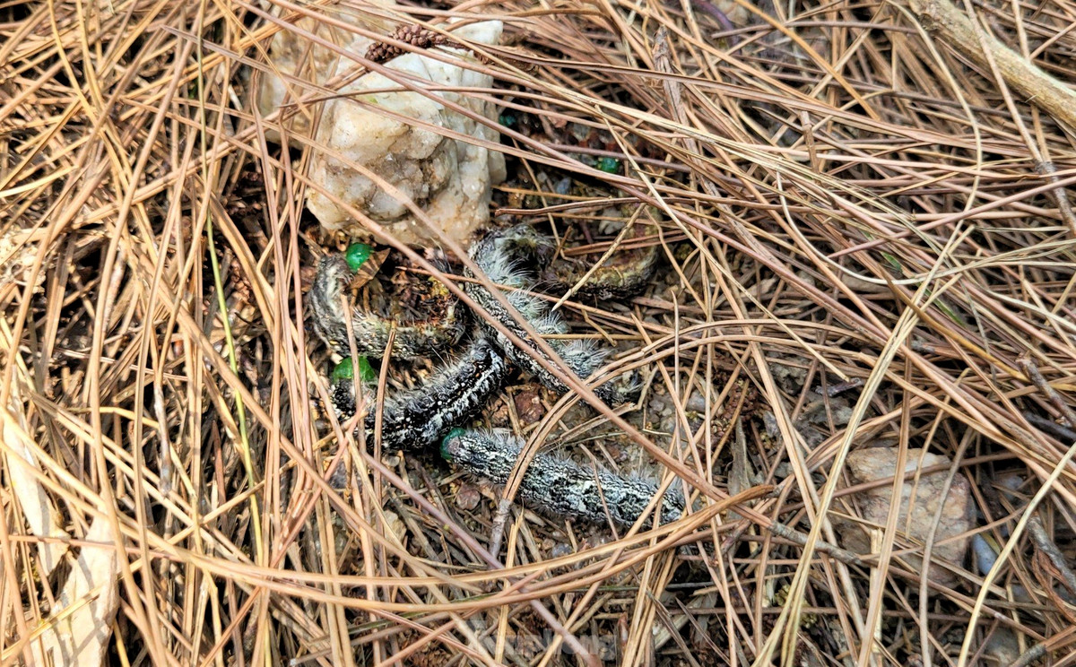 Sâu róm tàn phá cây thông ở độ tuổi 3 đến 6, xuất hiện trên cây thông với mật độ 10-50 con/cây, có nơi 300-400 con/cây. Sâu có màu xám, thân phủ lông dẹt, dày, chứa độc tố gây ngứa, chóng mặt, buồn nôn.... Kích thước trung bình của con cái thường lớn hơn con đực. Chúng có chiều dài thân trung bình 30mm.