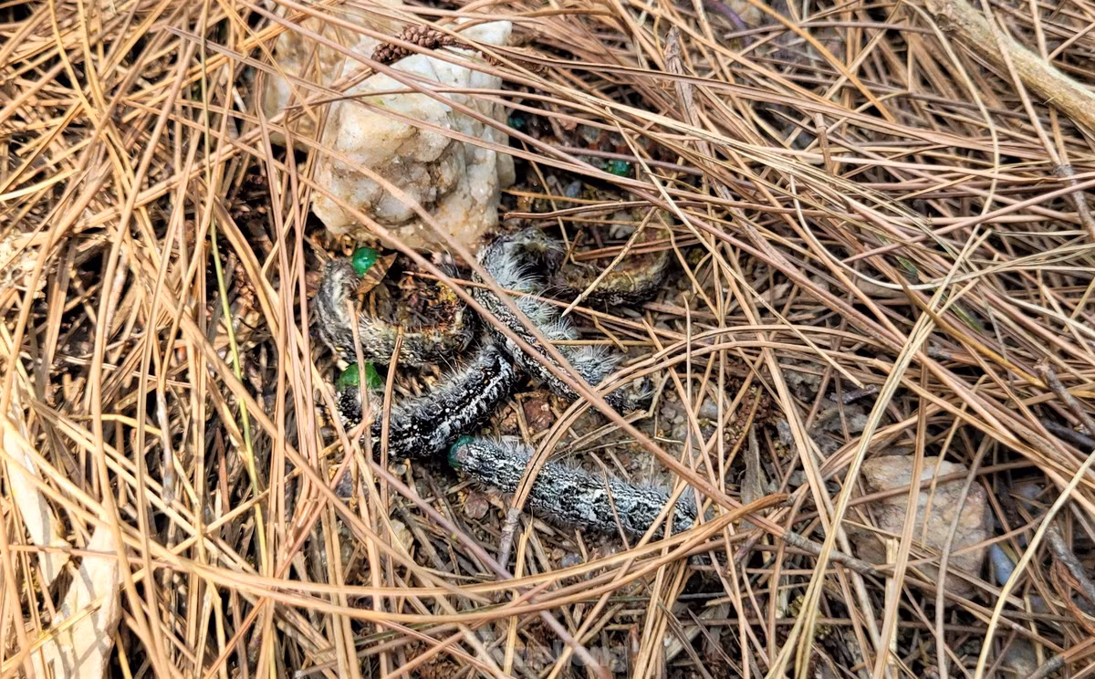Sâu róm tàn phá cây thông ở độ tuổi 3 đến 6, xuất hiện trên cây thông với mật độ 10-50 con/cây, có nơi 300-400 con/cây. Sâu có màu xám, thân phủ lông dẹt, dày, chứa độc tố gây ngứa, chóng mặt, buồn nôn.... Kích thước trung bình của con cái thường lớn hơn con đực. Chúng có chiều dài thân trung bình 30mm.