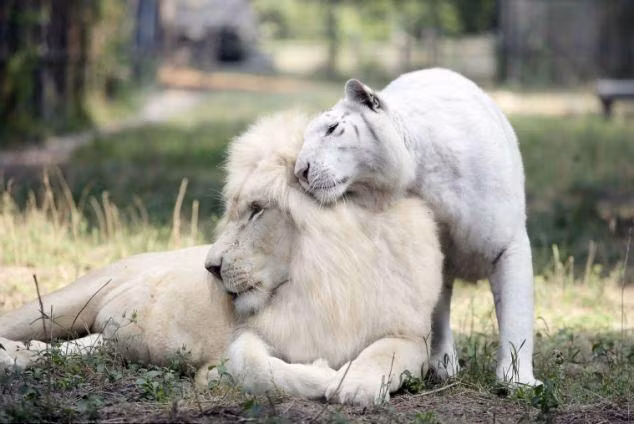 Sư tử đực Ivory và hổ cái Saraswati được nuôi nhốt cùng nhau trong một công viên ở South Carolina và đã sinh ra bầy con đáng yêu này.