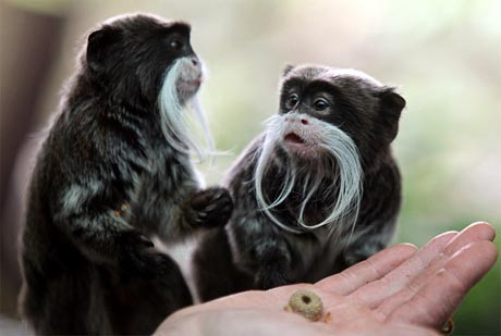 Nhiệm vụ của khỉ cái đầu đàn là làm mọi cách để đảm bảo mỗi lần chỉ có một bà mẹ mang thai trong đàn.