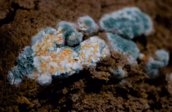 Các loại nấm, vi khuẩn cũng có thể gây ra những tai họa chết người cho nhân loại. Rất may là hiện nay chúng ta có khá nhiều loại kháng sinh hữu hiệu.