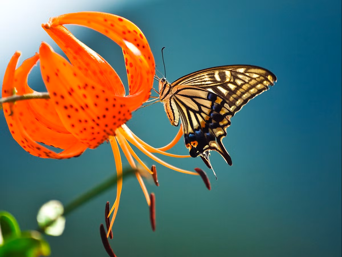 Thang 9 Am, ai sinh thang Am nay vua may man vua giau ngut troi