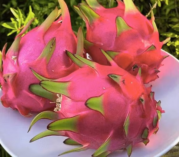 Du giau hay ngheo deu nho dat len ban tho 5 loai trai cay-Hinh-2