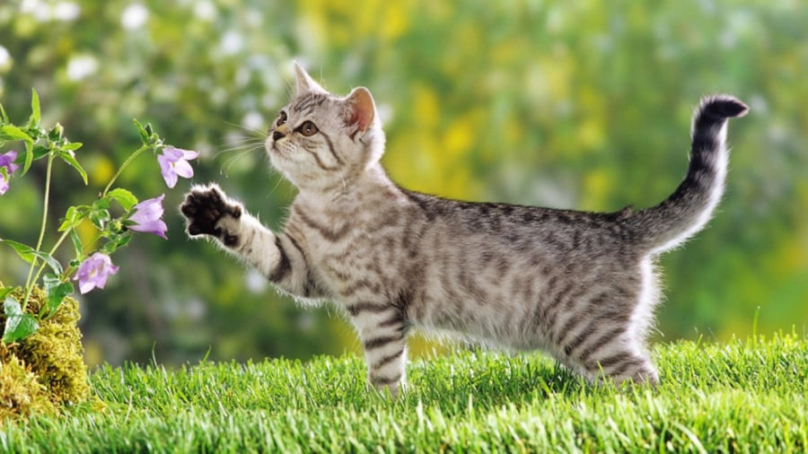 Tuổi Mão. Theo tử vi 12 con giáp, vận may của người tuổi Mão có xu hướng tăng dần trong những tuần đầu của tháng 10 dương lịch này. Đây sẽ là giai đoạn quan trọng đối với con giáp Mão, nếu nắm bắt cơ hội kịp thời, bạn sẽ phát triển khá mạnh trong thời gian tới.