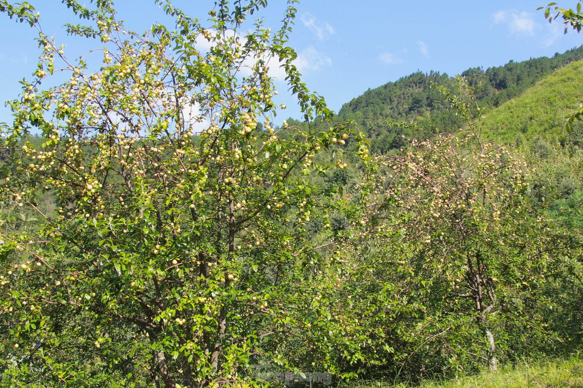 Len vung cao Mu Cang Chai hai tao Meo cung dong bao Mong