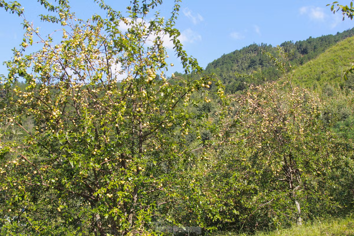 Len vung cao Mu Cang Chai hai tao Meo cung dong bao Mong