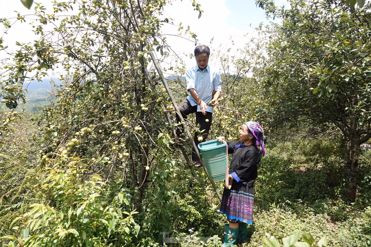 Len vung cao Mu Cang Chai hai tao Meo cung dong bao Mong-Hinh-6