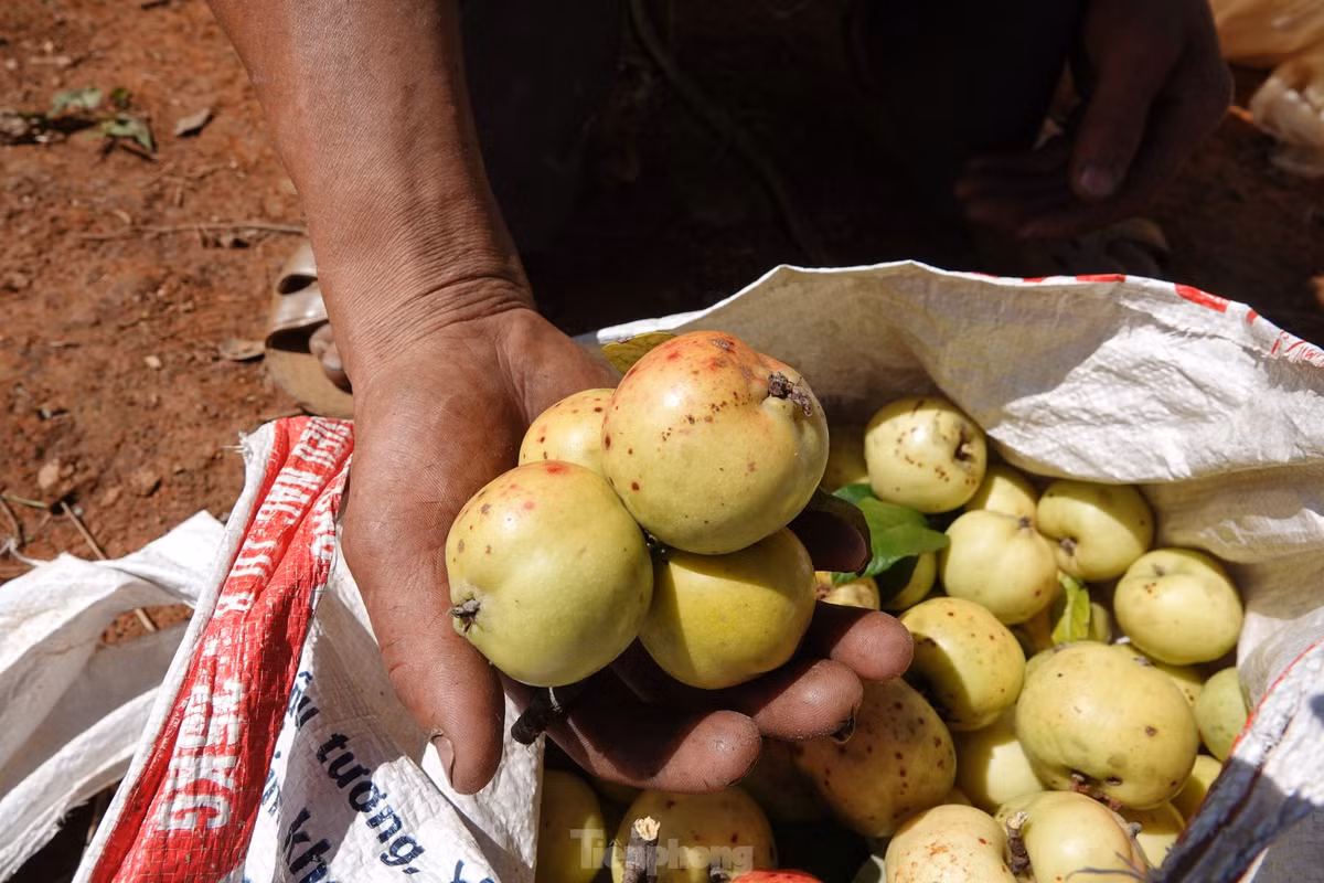 Len vung cao Mu Cang Chai hai tao Meo cung dong bao Mong-Hinh-9