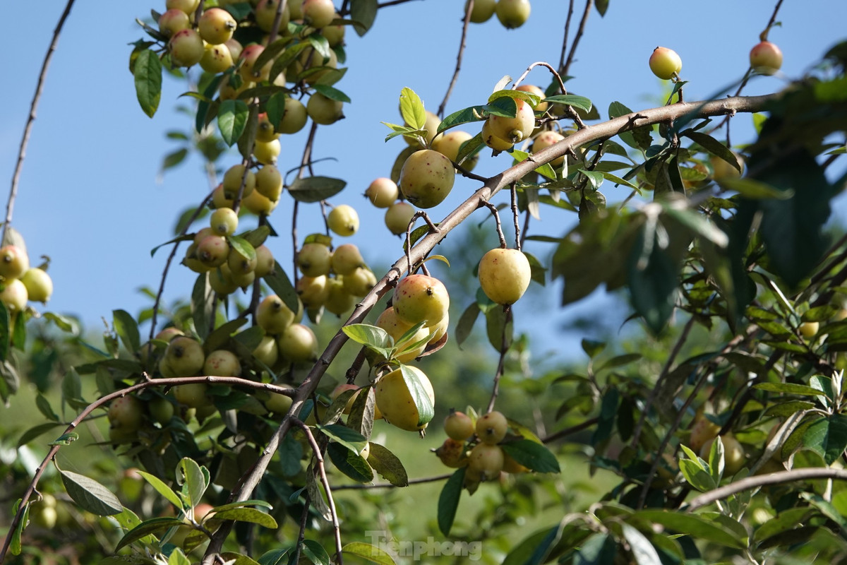 Len vung cao Mu Cang Chai hai tao Meo cung dong bao Mong-Hinh-5