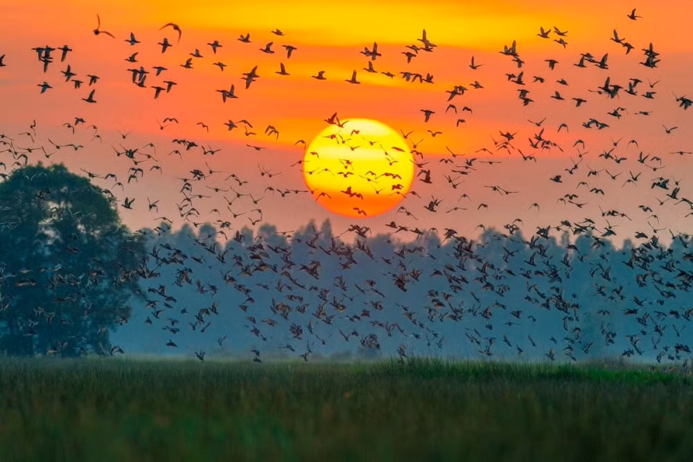 Checkin Dong Thap - Dat Sen hong-Hinh-3