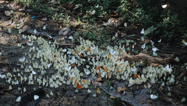 Cuc Phuong khien du khach lai muon di vi ve dep nhu “xu than tien“-Hinh-2