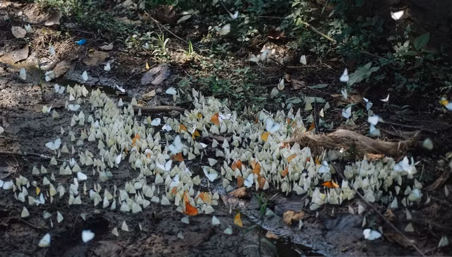 Cuc Phuong khien du khach lai muon di vi ve dep nhu “xu than tien“-Hinh-2