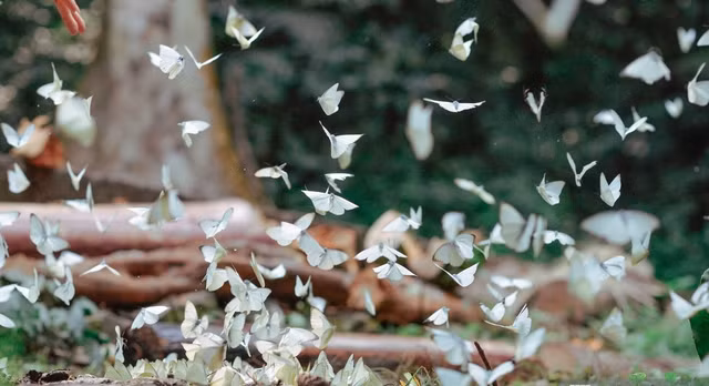 Cuc Phuong khien du khach lai muon di vi ve dep nhu “xu than tien“-Hinh-3