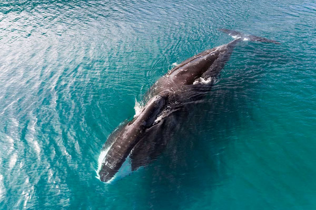 Vi sao ca voi dau cong lai khong the bi ung thu?-Hinh-3