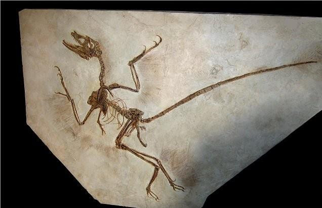 Phat hien soc tu tan tich khung long Khong Tu