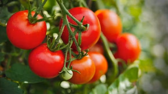 Ca chua rat tot nhung co hai loai khong nen an