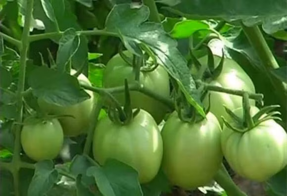 Ca chua rat tot nhung co hai loai khong nen an-Hinh-3