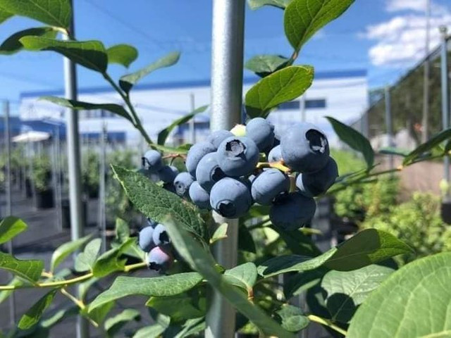 5 loai qua chua nguon dinh duong la khac tinh cua viem khop-Hinh-3