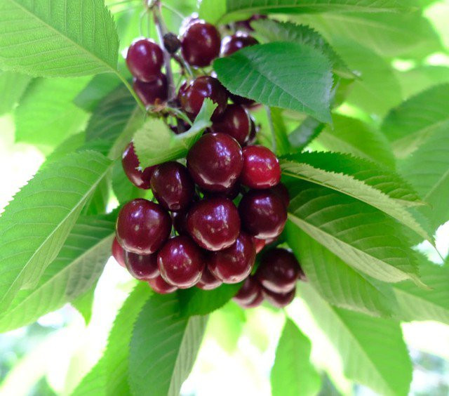 5 loai qua chua nguon dinh duong la khac tinh cua viem khop