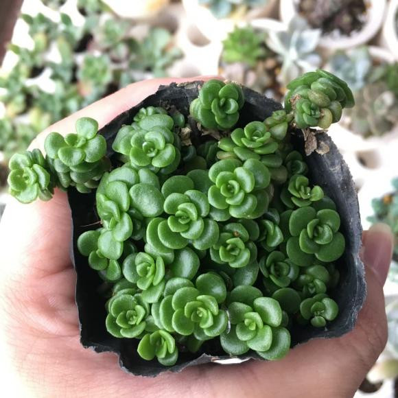 6 loai sen da nghe ten da 'hut tien', trong 1 chau phat het co-Hinh-2