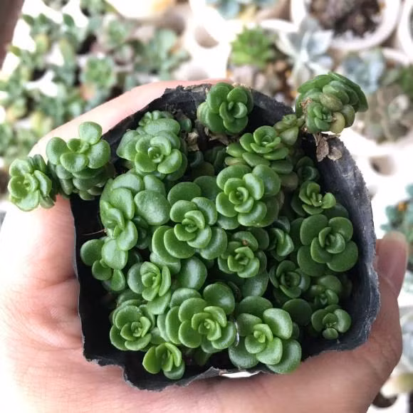 6 loai sen da nghe ten da 'hut tien', trong 1 chau phat het co-Hinh-2