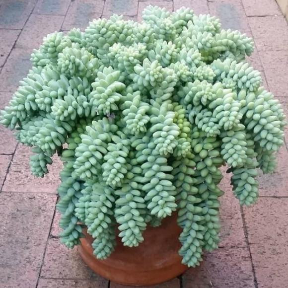 6 loai sen da nghe ten da 'hut tien', trong 1 chau phat het co-Hinh-3