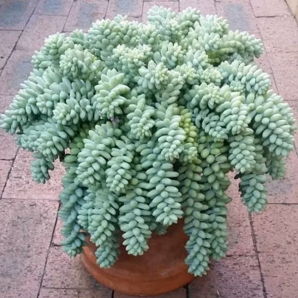 6 loai sen da nghe ten da 'hut tien', trong 1 chau phat het co-Hinh-3