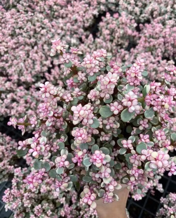 6 loai sen da nghe ten da 'hut tien', trong 1 chau phat het co-Hinh-6