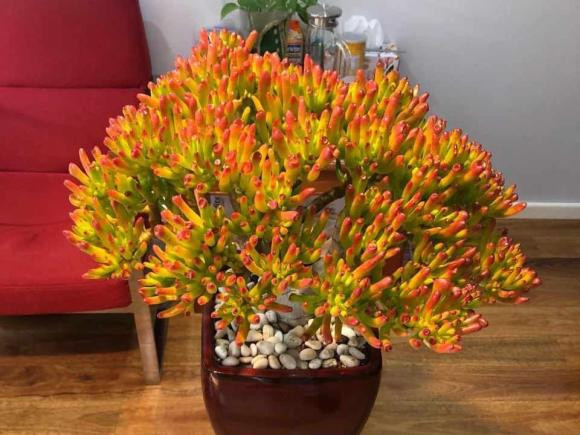 6 loại sen đá nghe tên đã 'hút tiền', trồng 1 chậu phát hết cỡ 6 loai sen da nghe ten da 'hut tien', trong 1 chau phat het co