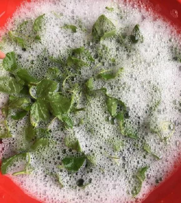 Loại rau khi rửa với nước tạo bọt như xà phòng Loai rau khi rua voi nuoc tao bot nhu xa phong