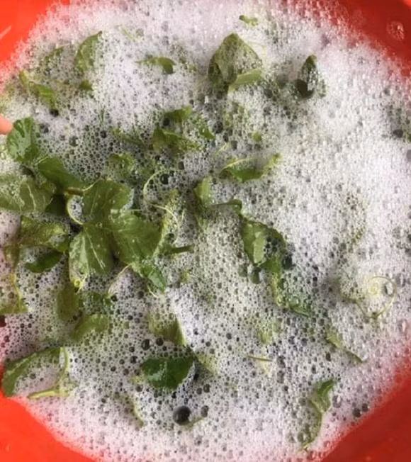 Loai rau khi rua voi nuoc tao bot nhu xa phong